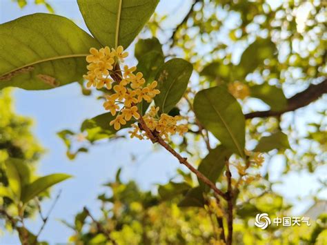 桂林桂花